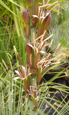 Palmaris Agave obscura fleurs