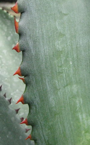 Palmaris Agave obscura