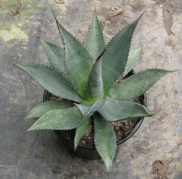 Palmaris Agave obscura