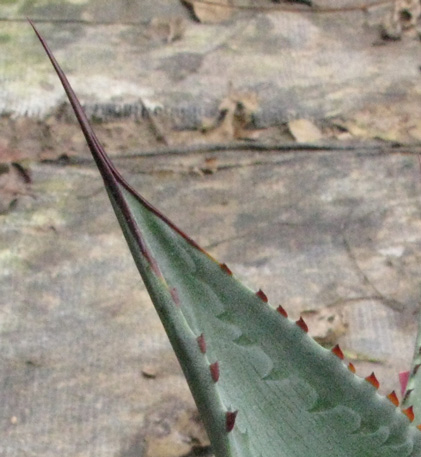 Palmaris Agave obscura