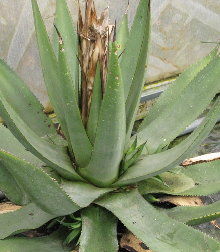 Palmaris Agave obscura