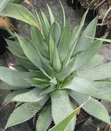 Palmaris Agave obscura