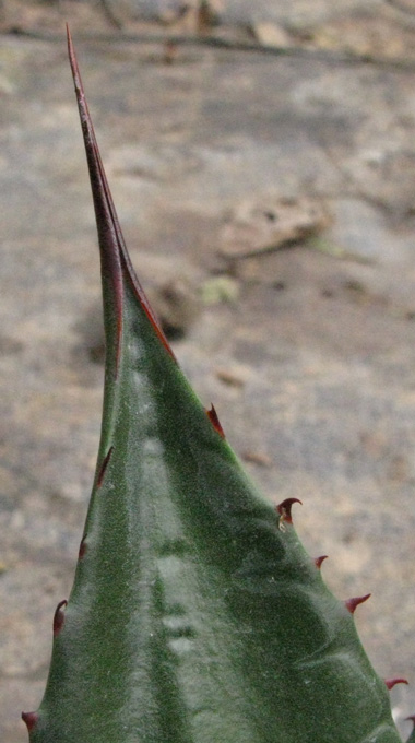 Palmaris Agave obscura xalapensis