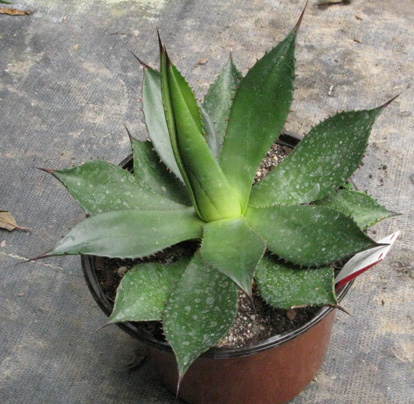 Palmaris Agave obscura xalapensis