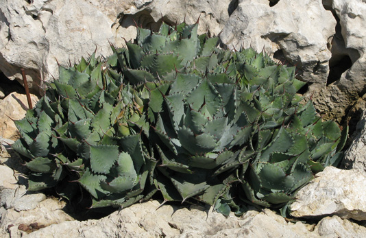 Pépinière Palmaris Agave guadalajarana minor Monaco