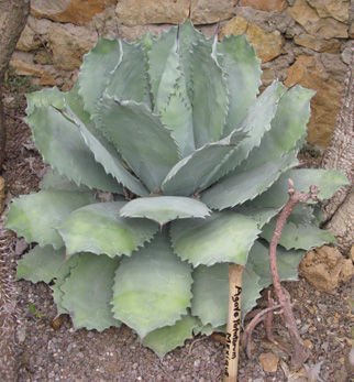 Palmaris Agave potatorum verschaffeltii Bandol