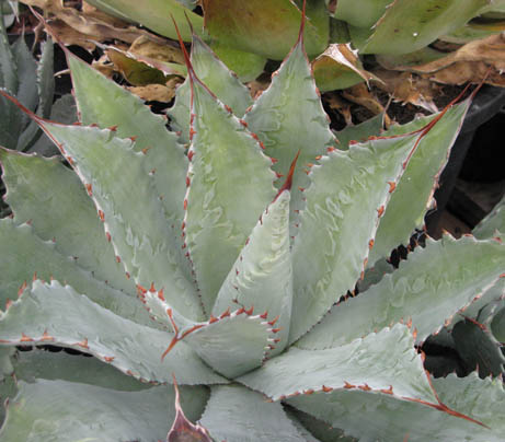 Pépinière Palmaris Agave potatorum cuivre