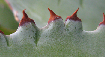 Pépinière Palmaris Agave potatorum cuivre