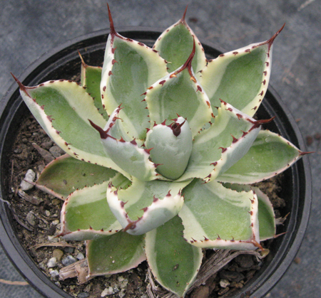 Pépinière Palmaris Agave potatorum marginata