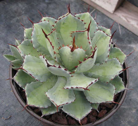 Pépinière Palmaris Agave potatorum mediopicta pallida