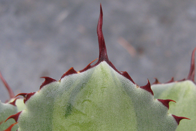 Pépinière Palmaris Agave potatorum mediopicta pallida