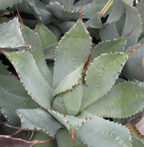 Pépinière Palmaris Agave potatorum microdenté