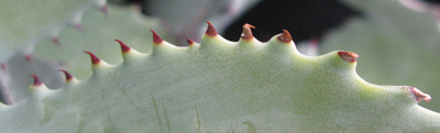 Pépinière Palmaris Agave potatorum microdenté