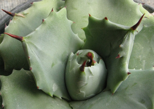 Palmaris Agave potatorum cv "Shoti Rajin"