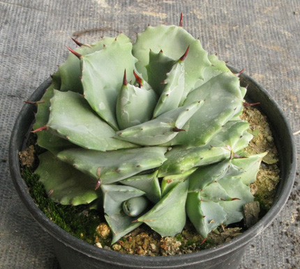 Palmaris Agave potatorum cv "Shoti Rajin"