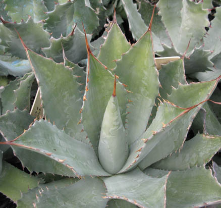 Pépinière Palmaris Agave potatorum orange