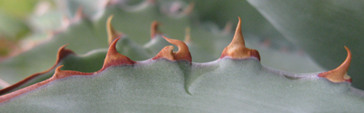 Pépinière Palmaris Agave potatorum orange