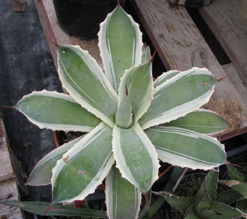 Pépinière Palmaris Agave potatorum albomarginata "Snowfall"