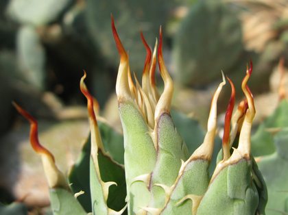 Pépinière Palmaris Agave potatorum verschaffeltii Nice