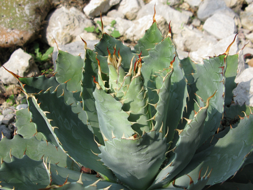 Pépinière Palmaris Agave potatorum verschaffeltii Nice