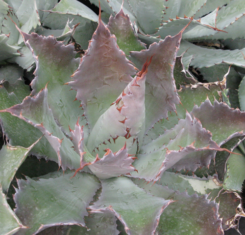 Pépinière Palmaris Agave potatorum violet