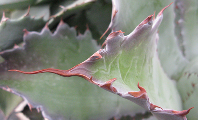 Pépinière Palmaris Agave potatorum violet