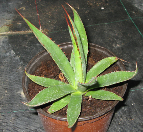 Palmaris Agave potrerana