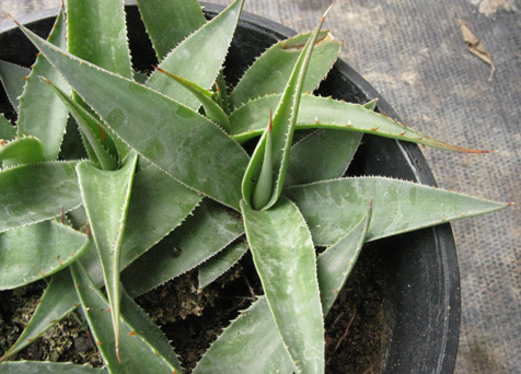 Palmaris Agave potrerana