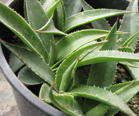 Palmaris Agave potrerana