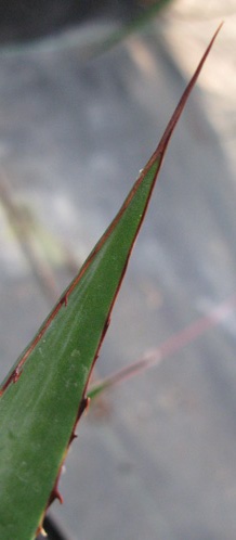 Palmaris Agave potrerana