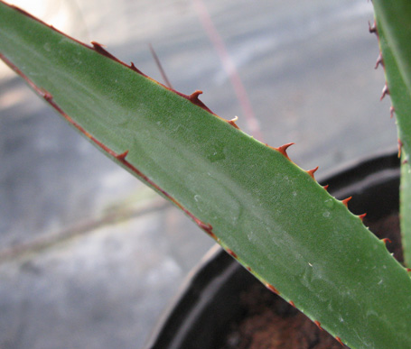 Palmaris Agave potrerana