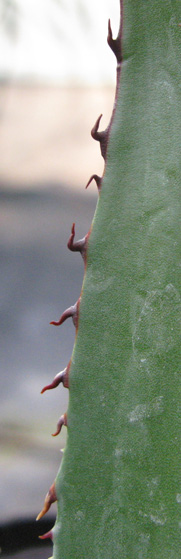 Palmaris Agave potrerana