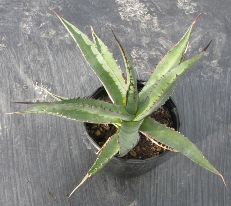 Pépinière Palmaris Agave promontorii