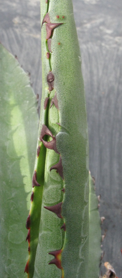 Pépinière Palmaris Agave promontorii