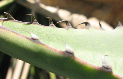 Pépinière Palmaris Agave promontorii