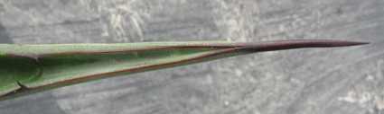 Pépinière Palmaris Agave promontorii