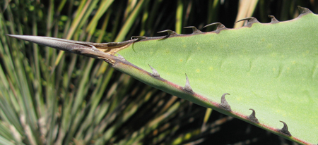 Pépinière Palmaris Agave promontorii