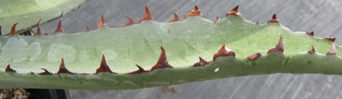 Pépinière Palmaris Agave promontorii