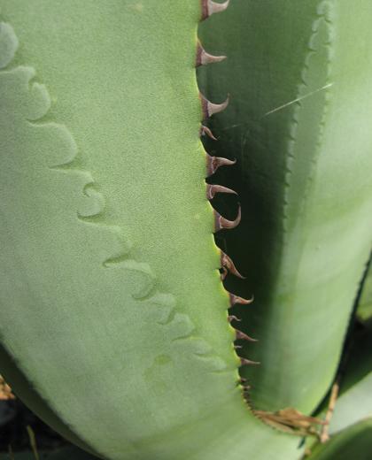 Pépinière Palmaris Agave promontorii