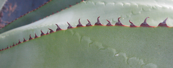 Pépinière Palmaris Agave promontorii