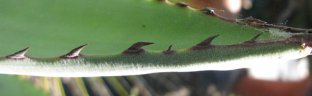 Pépinière Palmaris Agave promontorii