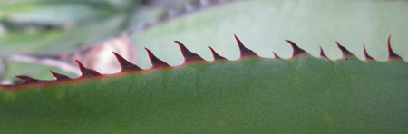 Pépinière Palmaris Agave promontorii