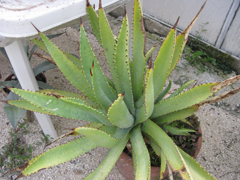 Pépinière Palmaris Agave promontorii Navarro