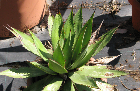 Pépinière Palmaris Agave promontorii Van der Meer