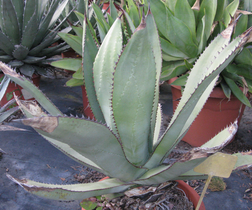 Pépinière Palmaris Agave promontorii Van der Meer