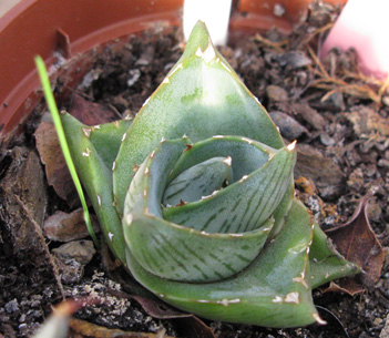 Palmaris Agave pumila Foncaude