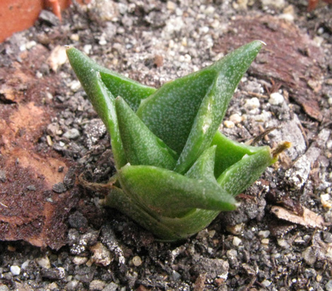 Palmaris Agave pumila