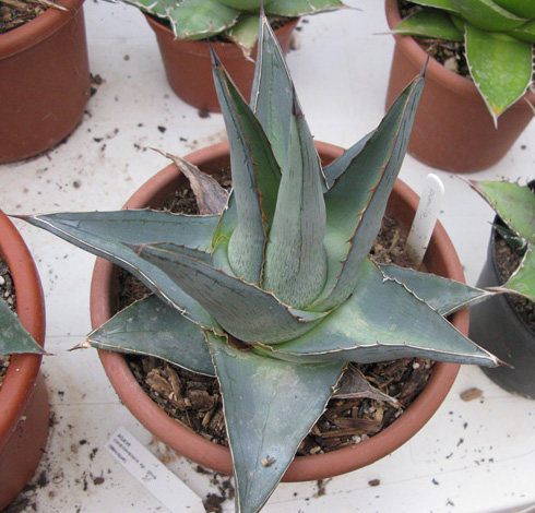 Palmaris Agave pumila Navarro