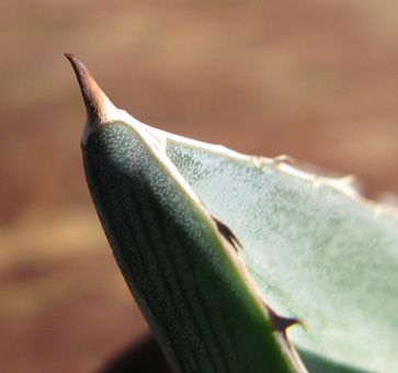 Palmaris Agave pumila