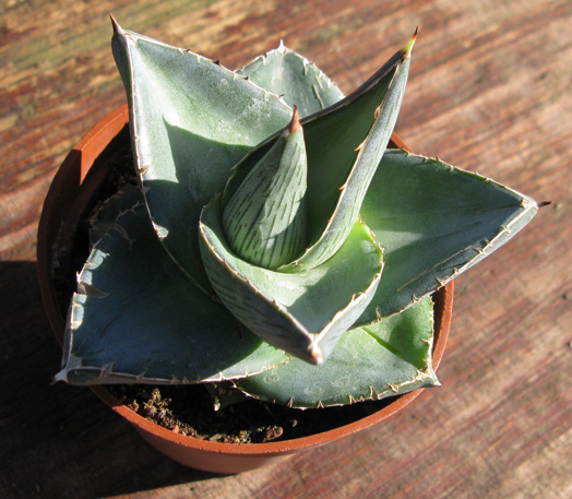 Palmaris Agave pumila